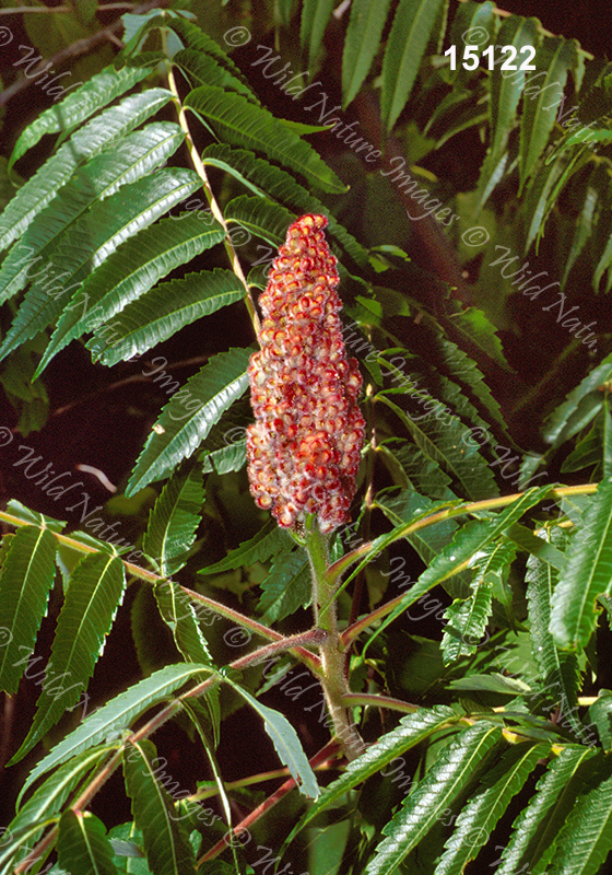 Staghorn Sumac (Rhus typhina)